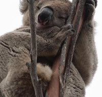 2-Day Kangaroo Island 4WD Small-Group Tour from Adelaide - Maitland Accommodation
