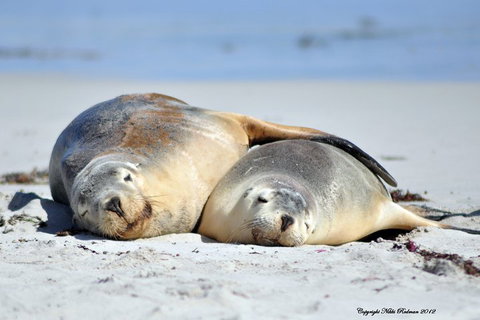 NEW TOUR - Kangaroo Island Road To Recovery Tour (1 Day/1 Night) - Maitland Accommodation 1