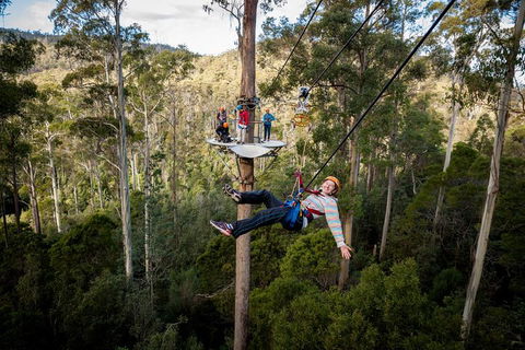 Hollybank Wilderness Adventure - Zipline Tours - Maitland Accommodation 0