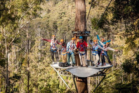 Hollybank Wilderness Adventure - Zipline Tours - Maitland Accommodation 1