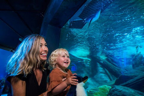 SEA LIFE Sunshine Coast Aquarium Entrance Ticket - Maitland Accommodation 0