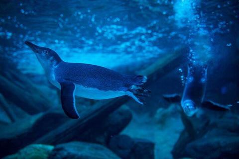 SEA LIFE Sunshine Coast Aquarium Entrance Ticket - Maitland Accommodation 1
