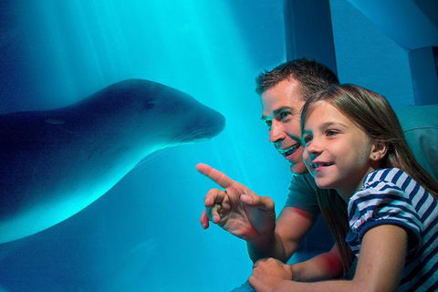 SEA LIFE Sunshine Coast Aquarium Entrance Ticket - Maitland Accommodation 2