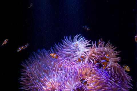 SEA LIFE Sunshine Coast Aquarium Entrance Ticket - Maitland Accommodation 4
