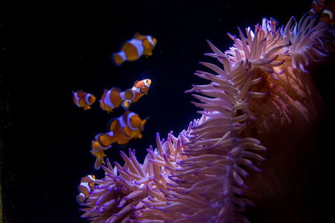 SEA LIFE Sunshine Coast Aquarium Entrance Ticket - Maitland Accommodation 5
