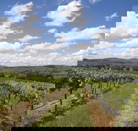 Hunter Valley Wine Tour from Sydney incl Lunch Cheese Chocolate and Distillery - Maitland Accommodation