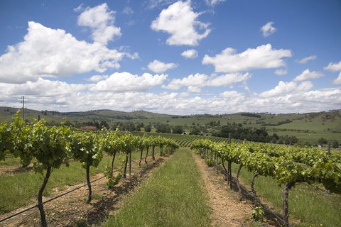 Hunter Valley Wine Tour From Sydney Incl Lunch, Cheese, Chocolate And Distillery - Maitland Accommodation 0