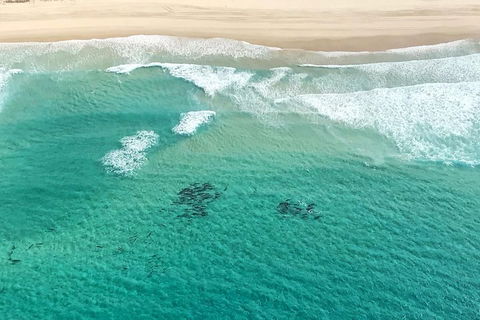 Coastal Helicopter Shared Flight - 20 Minutes - Maitland Accommodation 4