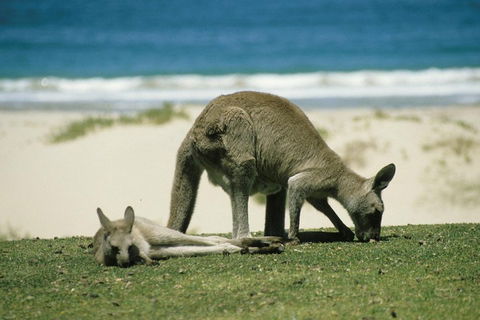 Great Ocean Road Highlights Tour - 2 Days, 1 Night - Maitland Accommodation 2